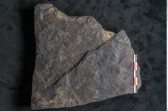 Foto (Detailansicht) von Ceratopetalum vivulare Ettingshausen (NHMW-GEO-2024-0188-10243)